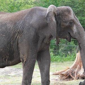 African Elephant