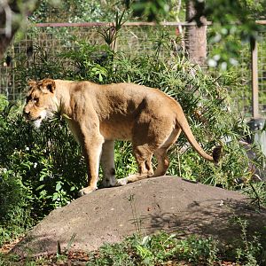 African Lioness