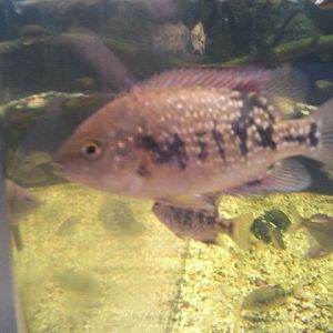 Orange-spotted Sunfish