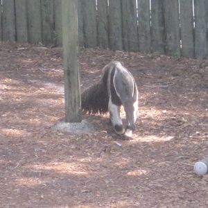 Giant Anteater