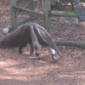Giant Anteater