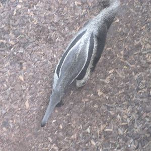 Giant Anteater