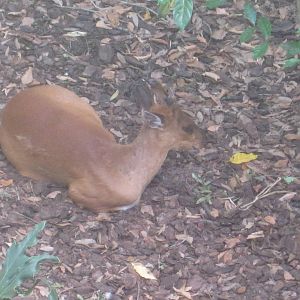 Indian Muntjac