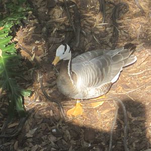 Bar-Headed Goose