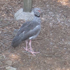 Crested Screamer