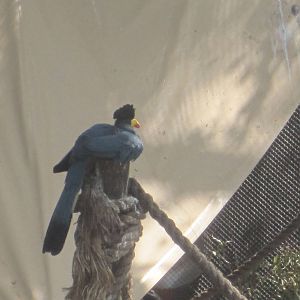 Lory Landing- Great Blue Turaco