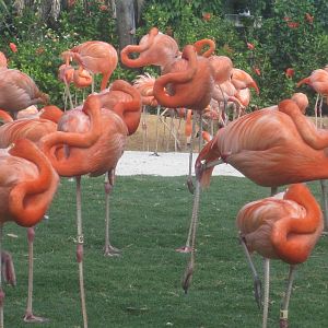 Bird Gardens- Carribean Flamingoes