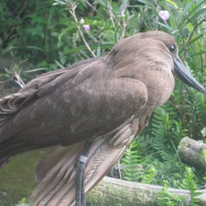 Walkabout Way- Hammerkop