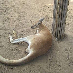 Walkabout Way- Red Kangaroo