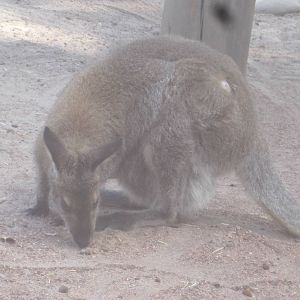 Walkabout Way- Bennett's Wallaby
