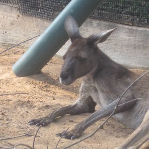 Walkabout Way- Western Gray Kangaroo