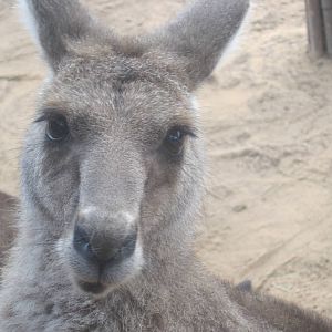 Walkabout Way- Eastern Gray Kangaroo