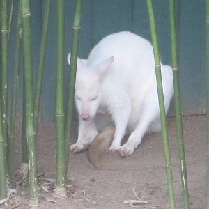 Walkabout Way- Albino Bennett's Wallaby