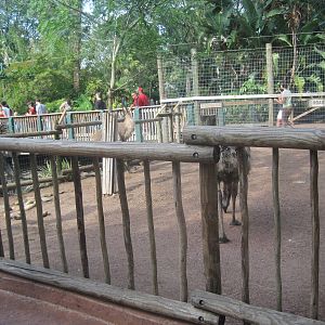 Walkabout Way- Part 1 of Emu Exhibit
