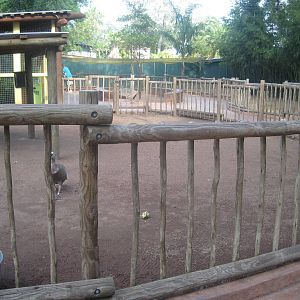 Walkabout Way- Part 2 of Emu Exhibit