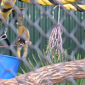 Brooklands Zoo - Bolivian Squirrel Monkey