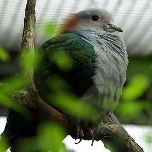 Chestnut-naped Imperial pigeon