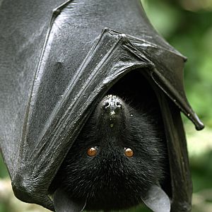 Livingstone's Fruit bat