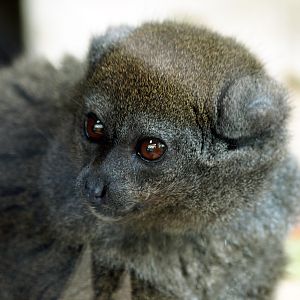 Alaotran Gentle lemur