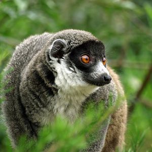 Mongoose lemur