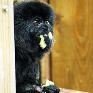 Goeldi's monkey