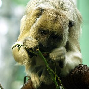 Black and gold Howler monkey