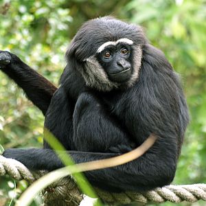 Agile gibbon