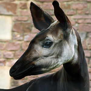 Okapi