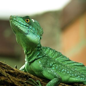 Male Plumed basilisk