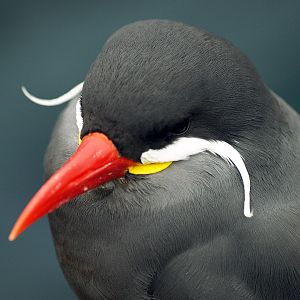 Inca tern