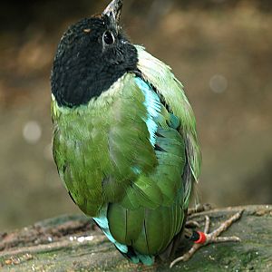 Hooded pitta