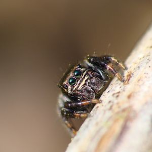 Salticidae sp.