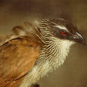 White-browed Coucal Blackpool Zoo 24 March 2012