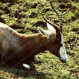 Blesbok Blackpool Zoo 24 March 2012