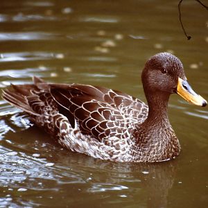 South African Black Duck Blackbrook 10 July 2010