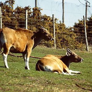Javan Banteng West Midlands 26 March 2012