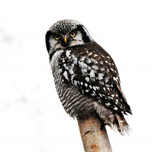 Northern Hawk Owl