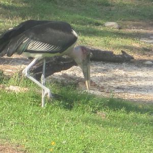 Edge of Africa- Marabou Stork