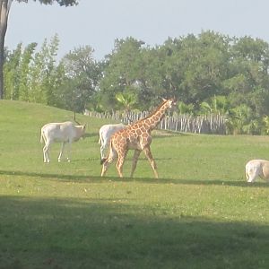Edge of Africa- Young Giraffe with Addax