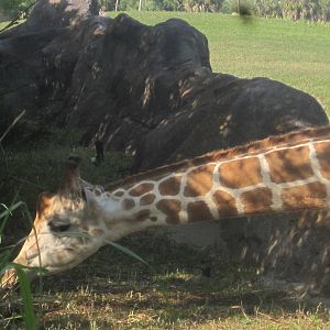 Edge of Africa- Reticulated Giraffe
