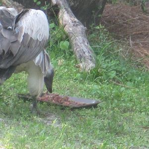 Edge of Africa- White-Backed Vulture