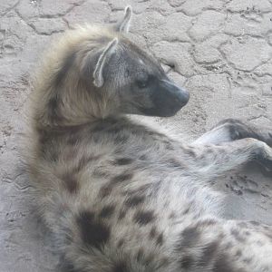 Edge of Africa- Spotted Hyena