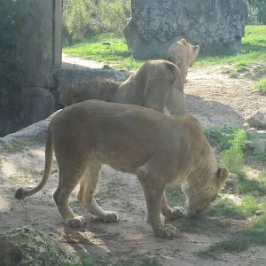 Edge of Africa- African Lions