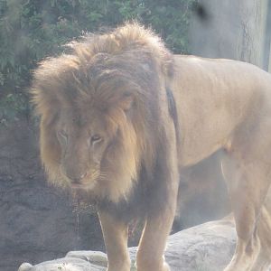 Edge of Africa- Simon