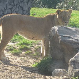 Edge of Africa- Lioness