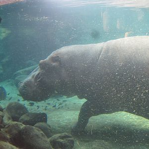 Edge of Africa- Nile Hippo