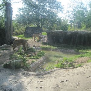 Edge of Africa- Lion/Hyena Exhibit