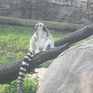 Edge of Africa- Ring-Tailed Lemur