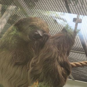 Jambo Junction- Linne's Two-Toed Sloth