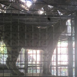 Jambo Junction- Serval